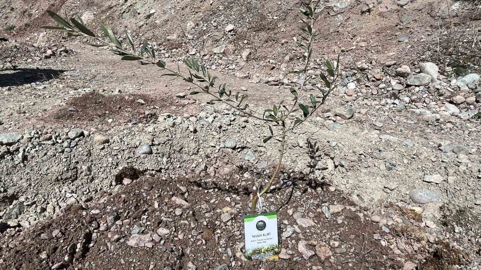 artvinde 450 butko zeytini fidani toprakla bulusturuldu 2 7eGYQBGH