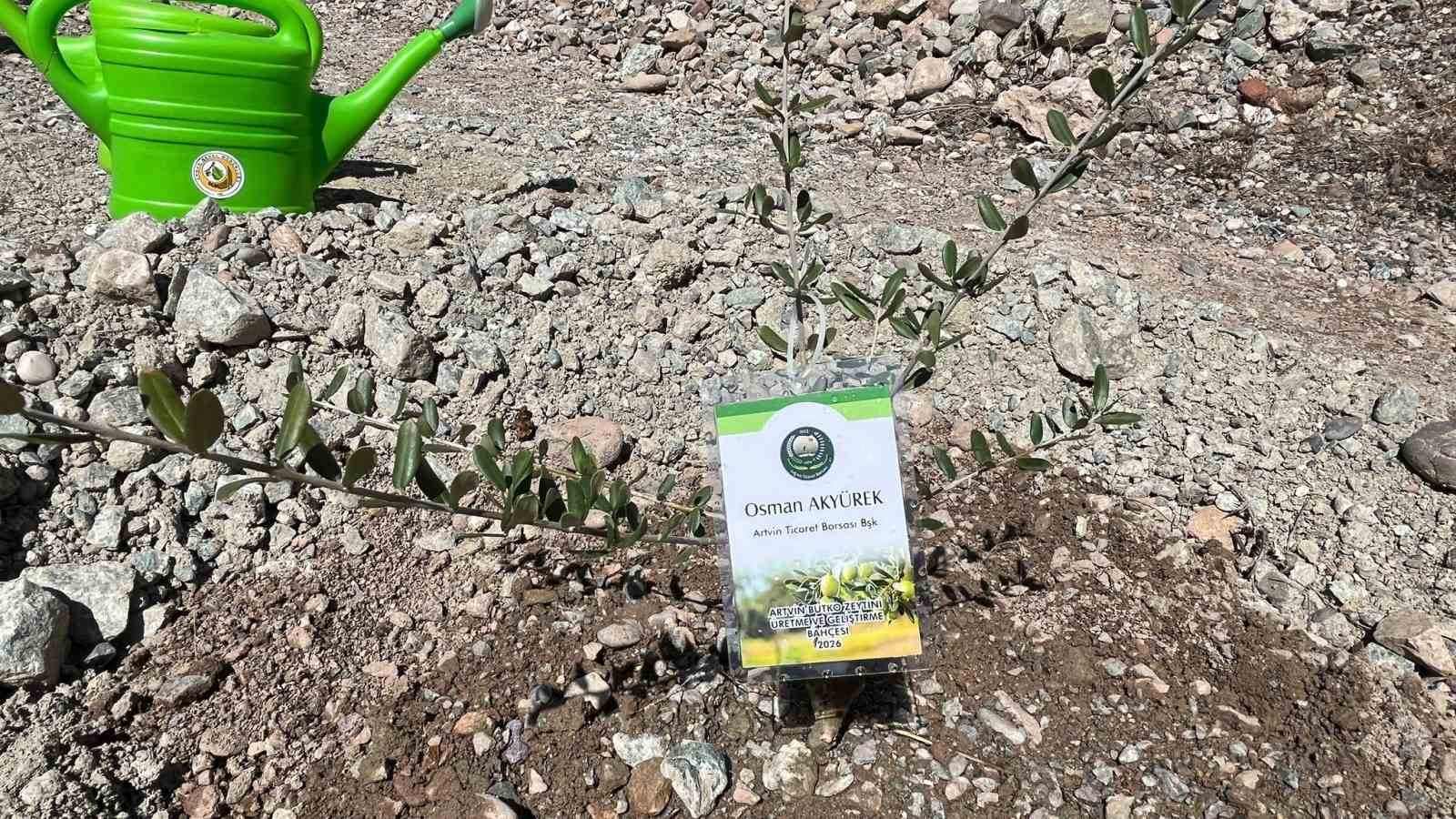 artvinde 450 butko zeytini fidani toprakla bulusturuldu 3 KhLuD544
