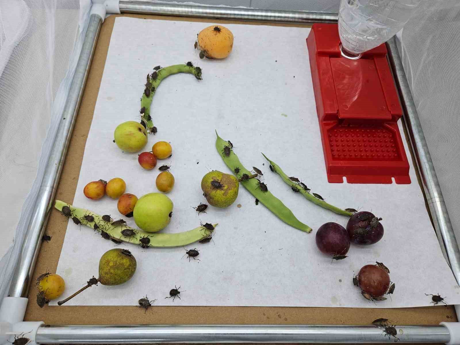 artvinde baslayan zararli marmaraya ulasti 10 yglgRusq