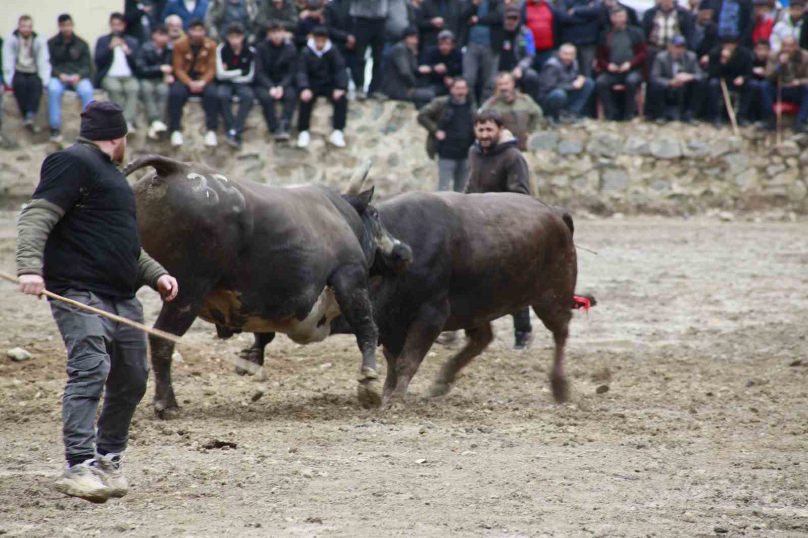 artvinde boga guresleri sezonu sarigolde acildi 8 hFplQiAZ