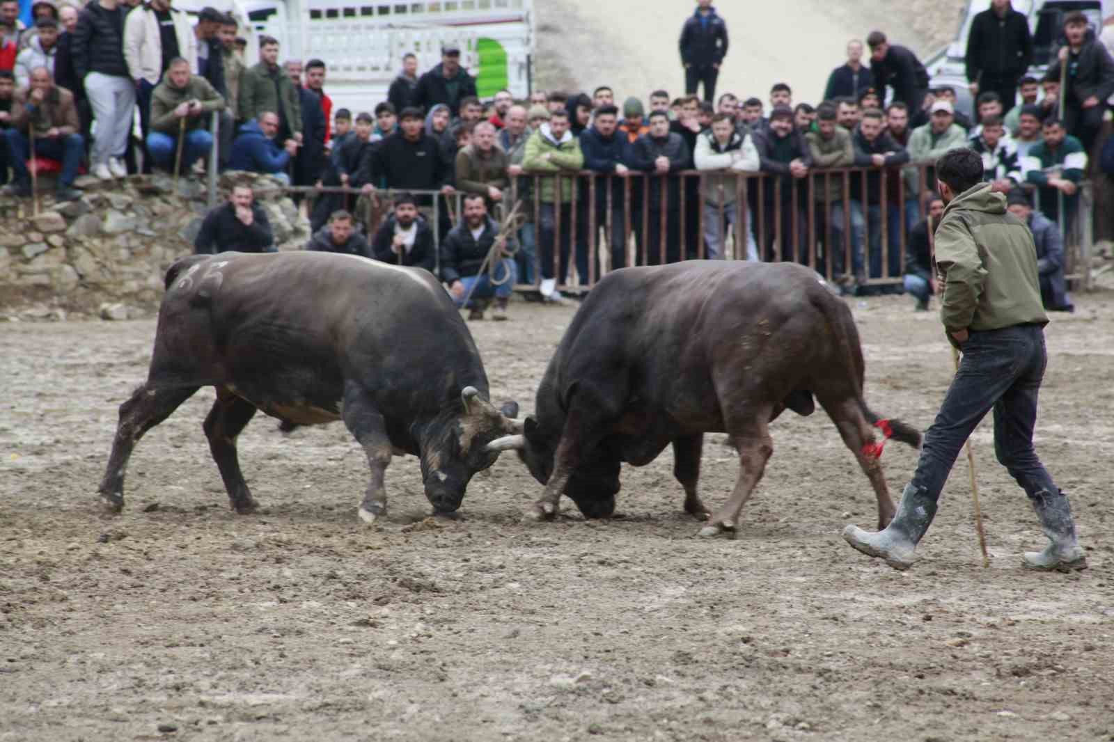 artvinde boga guresleri sezonu sarigolde acildi 9 iF4Xqg96