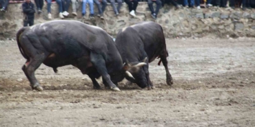 artvinde-boga-guresleri-sezonu-sarigolde-acildi-XccILfEL.jpg