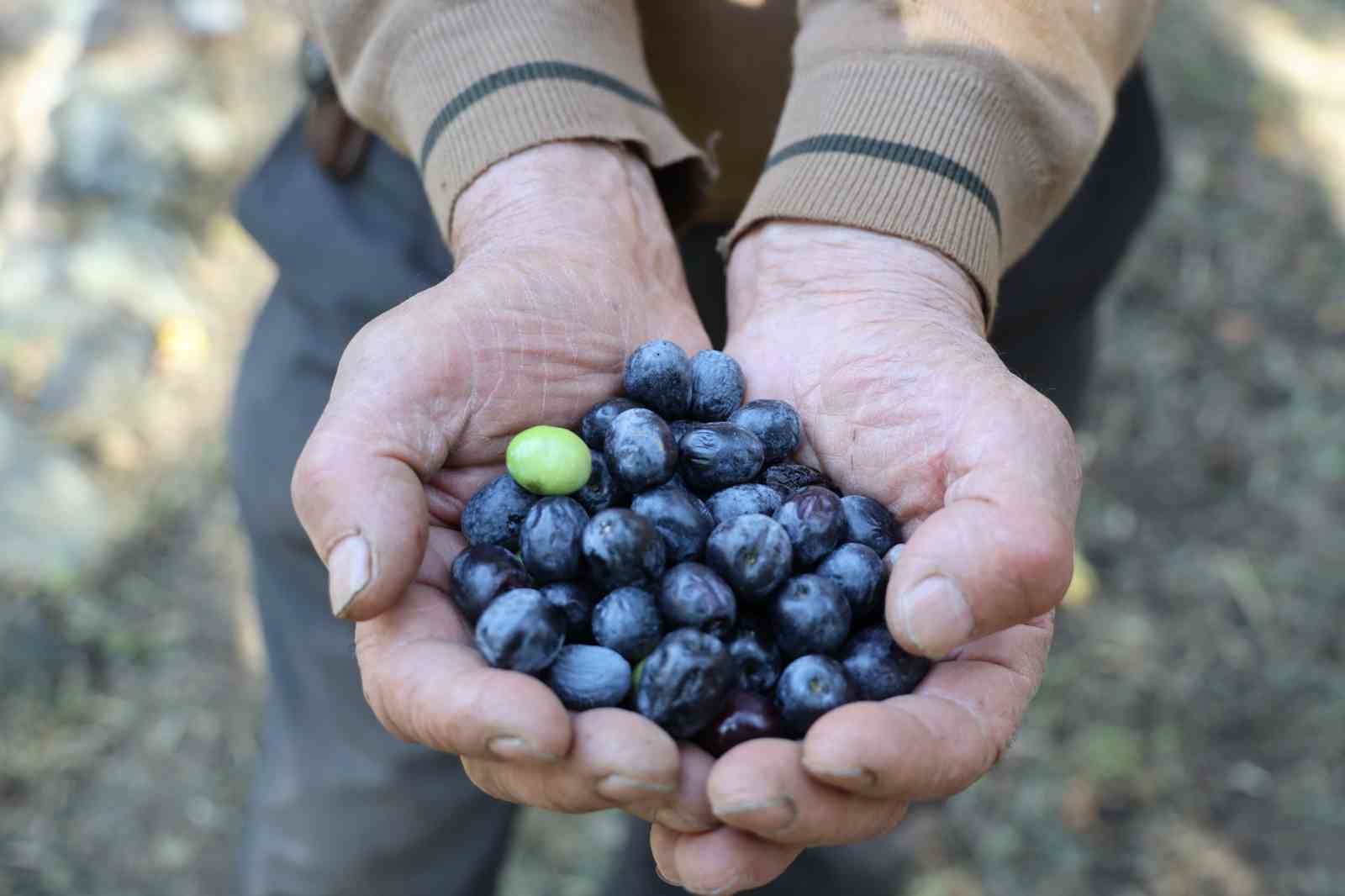 artvinde butko zeytininin hasadi devam ediyor 2