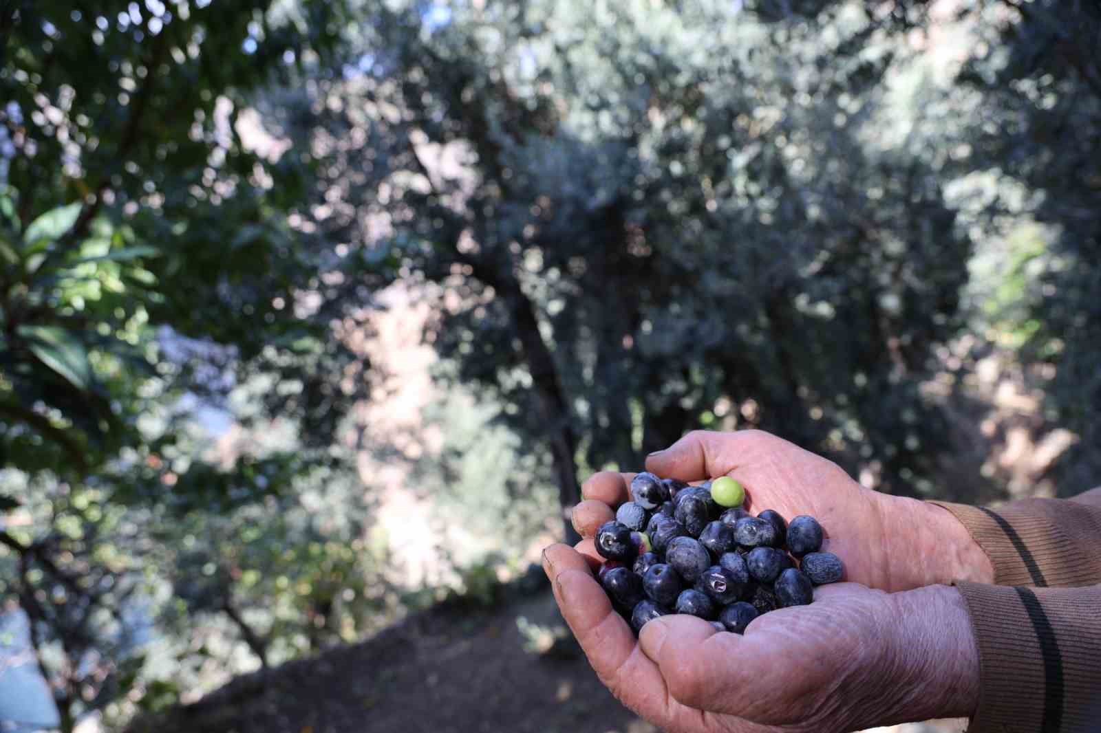 artvinde butko zeytininin hasadi devam ediyor 3 fljATgaA
