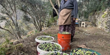 artvinde-butko-zeytininin-hasadi-devam-ediyor-mqPnc1lx.jpg