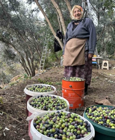 artvinde-butko-zeytininin-hasadi-devam-ediyor-mqPnc1lx.jpg