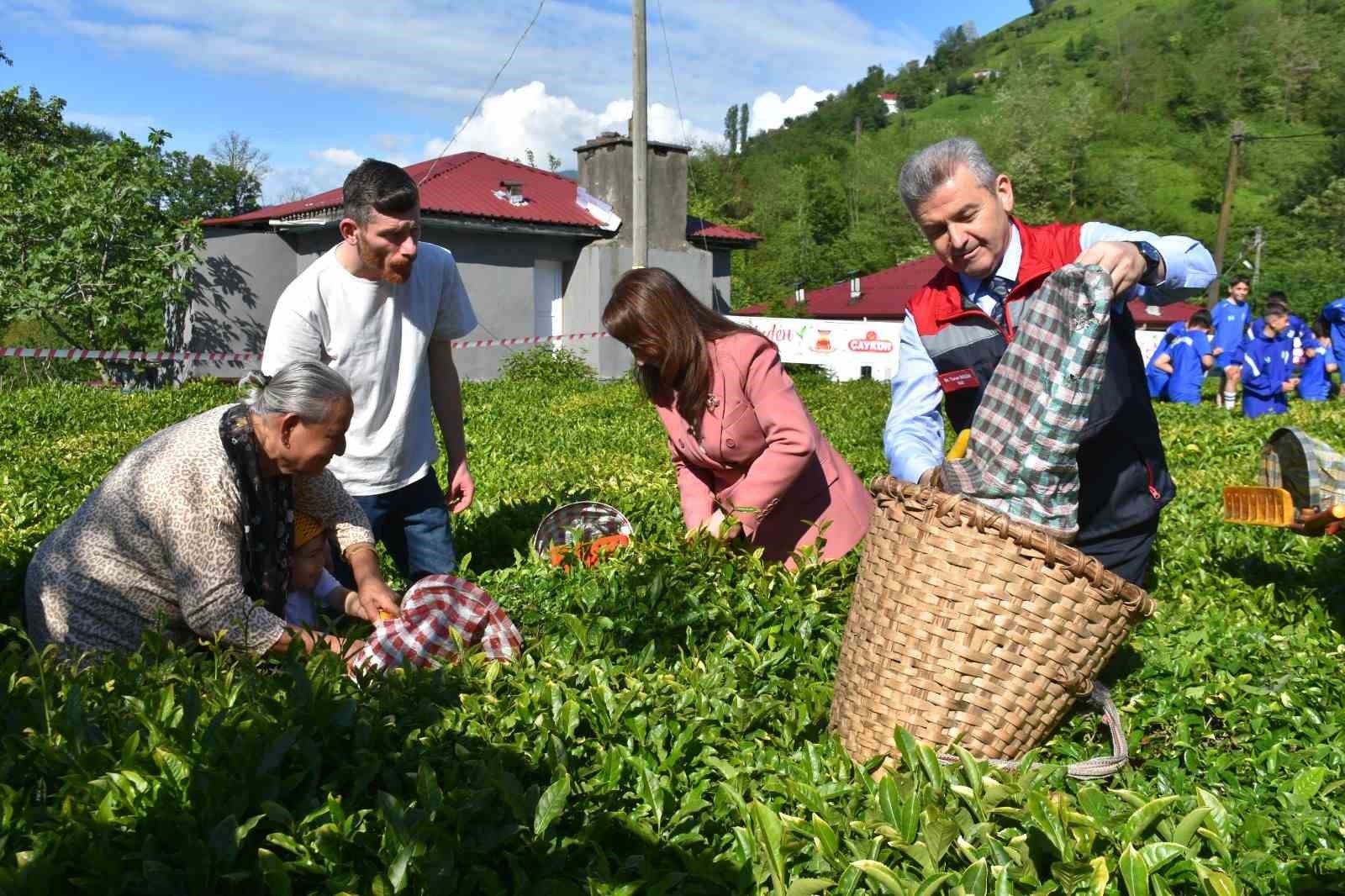 artvinde cay sezonu acildi 1