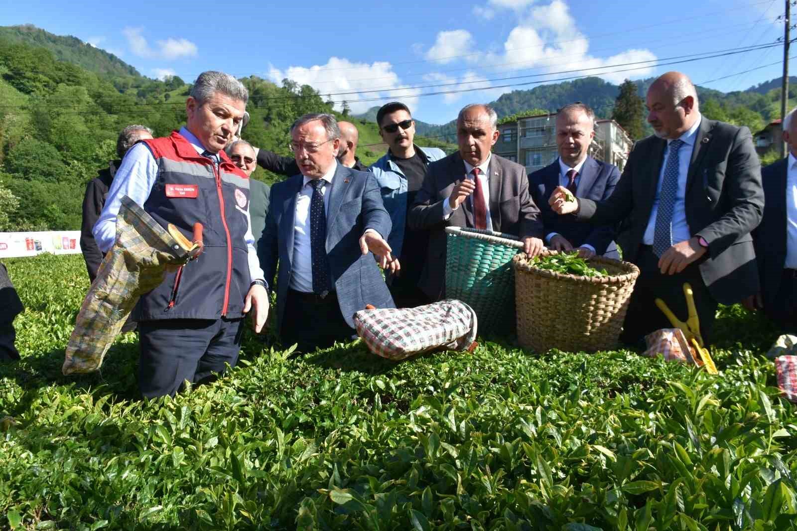 artvinde cay sezonu acildi 4 yMNenRIq