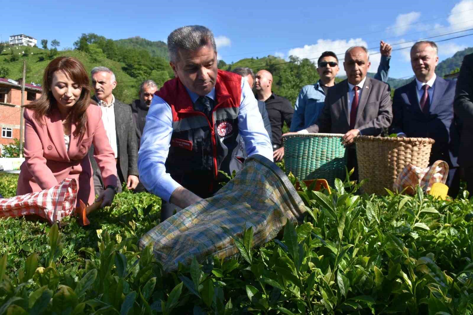 artvinde cay sezonu acildi 6