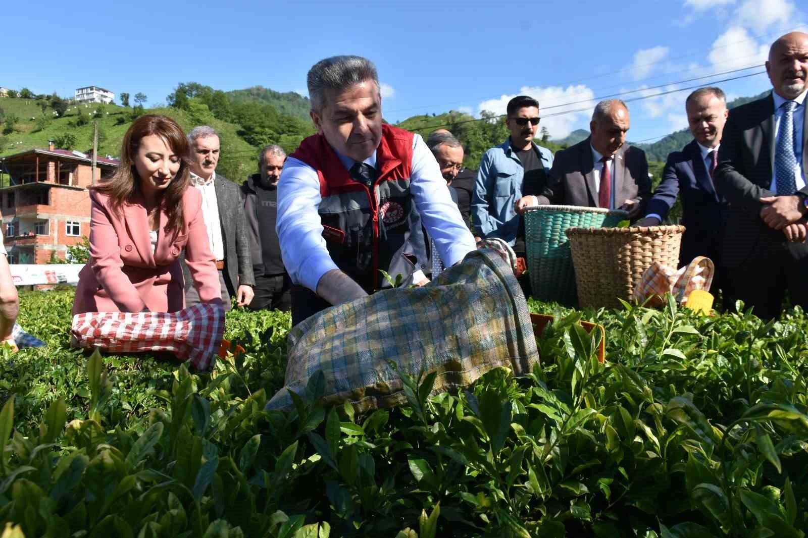 artvinde cay sezonu acildi 7 HgnauFgF