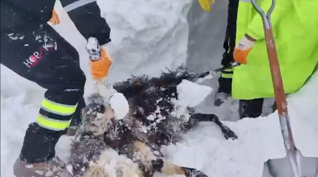 artvinde cig bolgesinde arama kurtarma calismalari ikinci gunde yeniden basladi 2 agBH8JGc