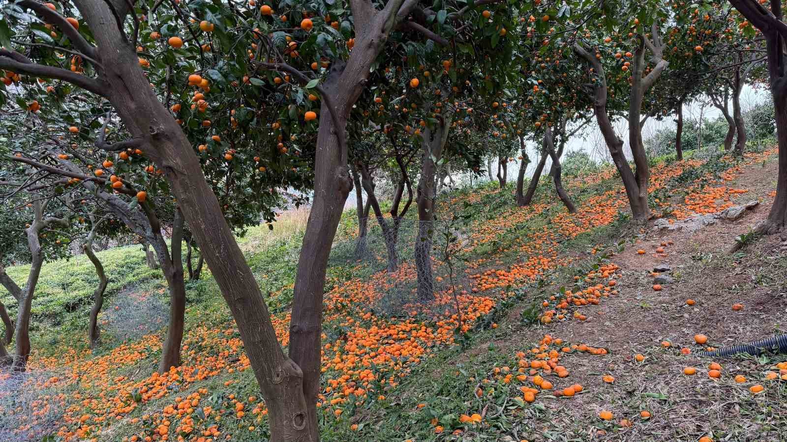 artvinde mandalina bereketi torpidoya tasti 5 r9atY8ct