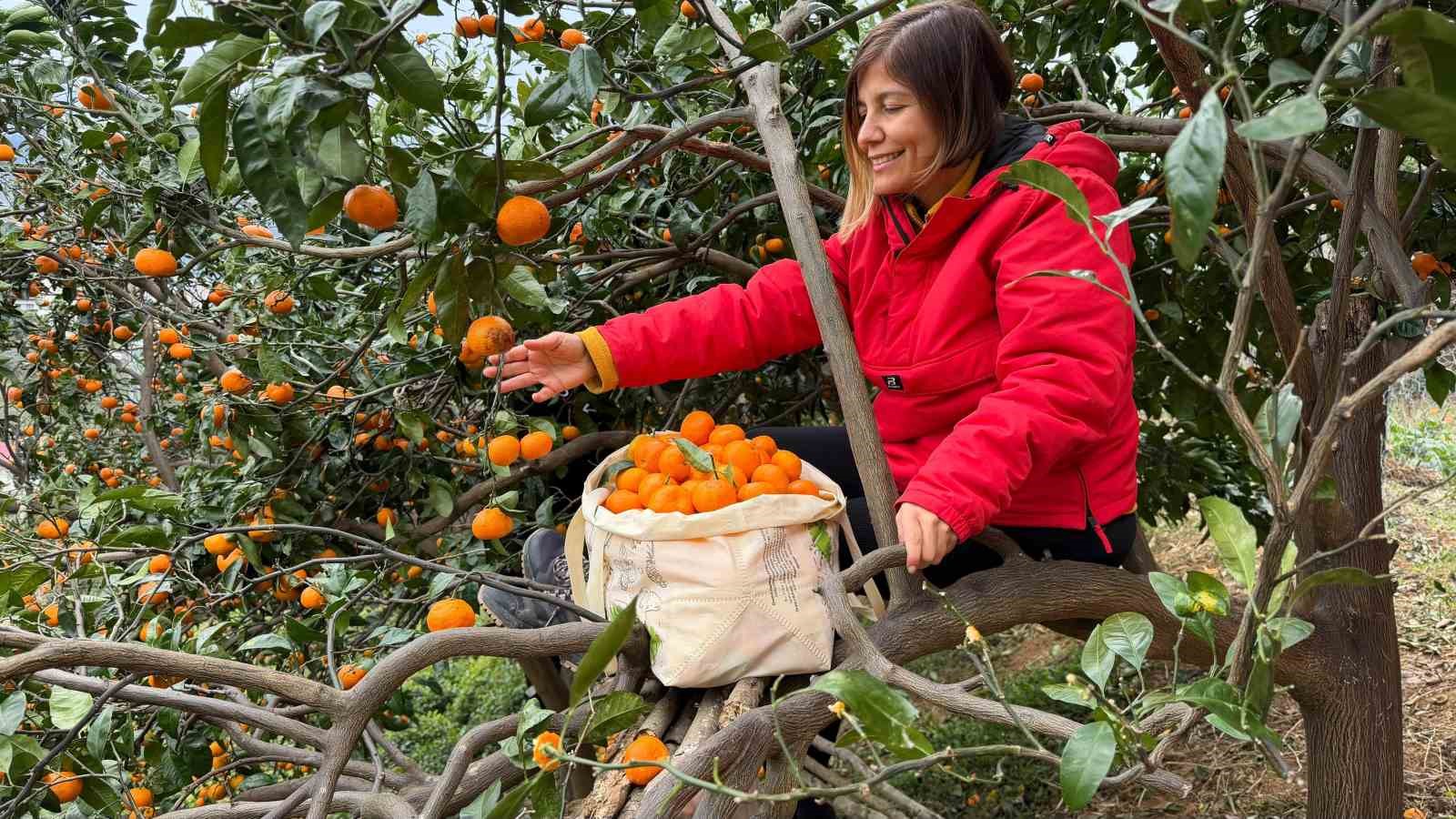 artvinde mandalina bereketi torpidoya tasti 6 n2sVga9D