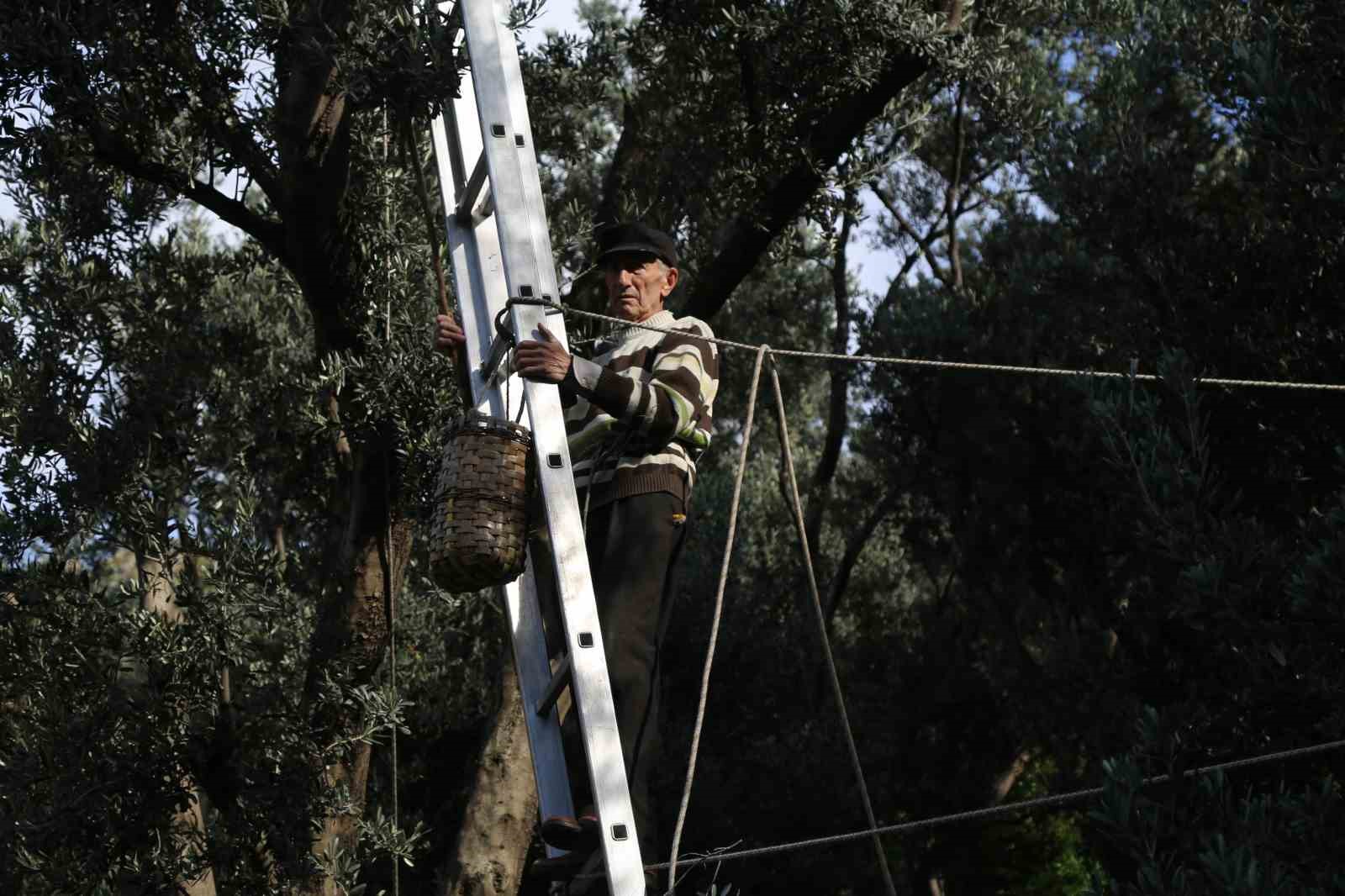 artvinde ustun lezzet odullu butko zeytininin hasadi basladi 1
