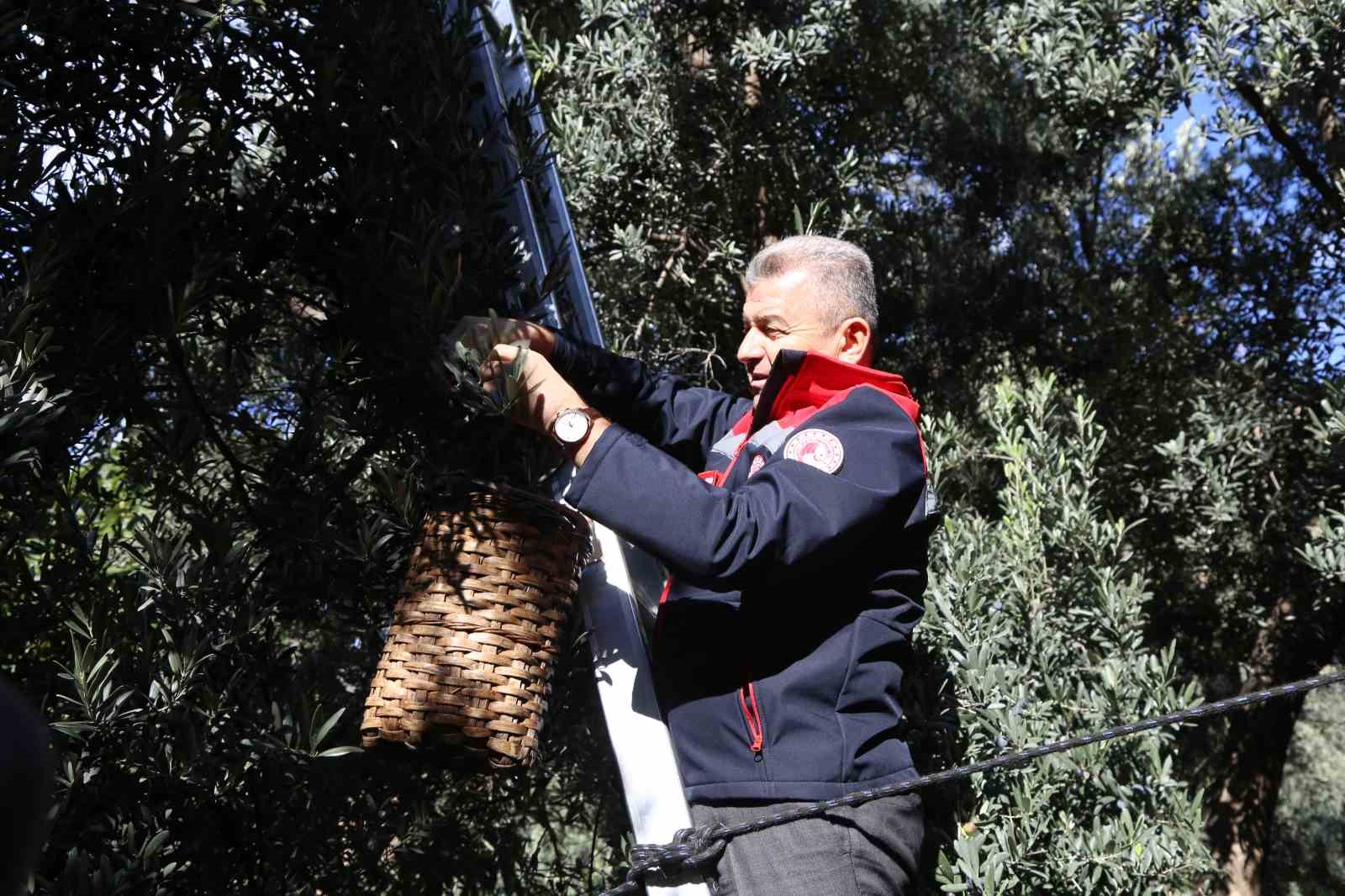 artvinde ustun lezzet odullu butko zeytininin hasadi basladi 3