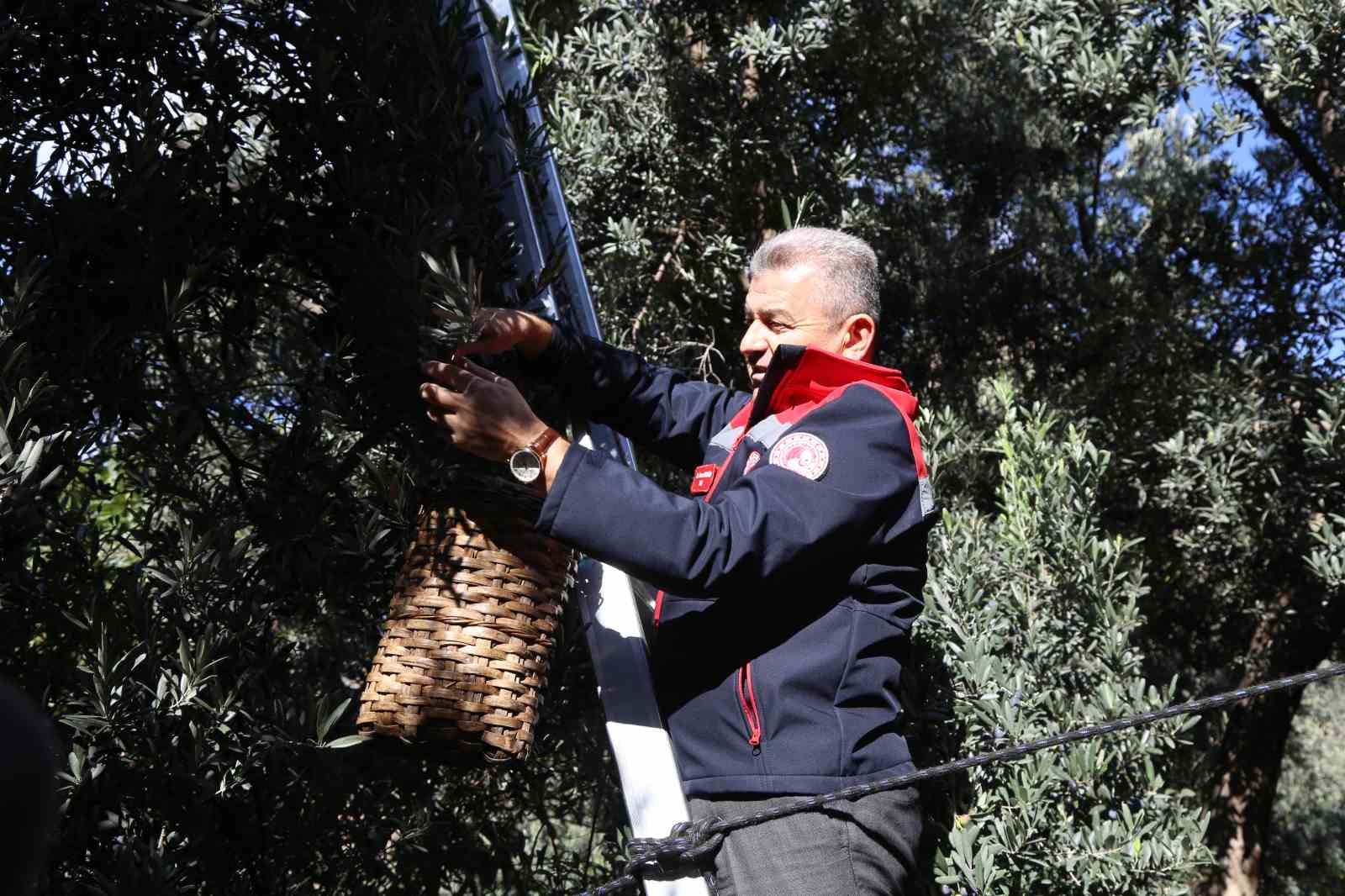 artvinde ustun lezzet odullu butko zeytininin hasadi basladi 4 LzdcKes4