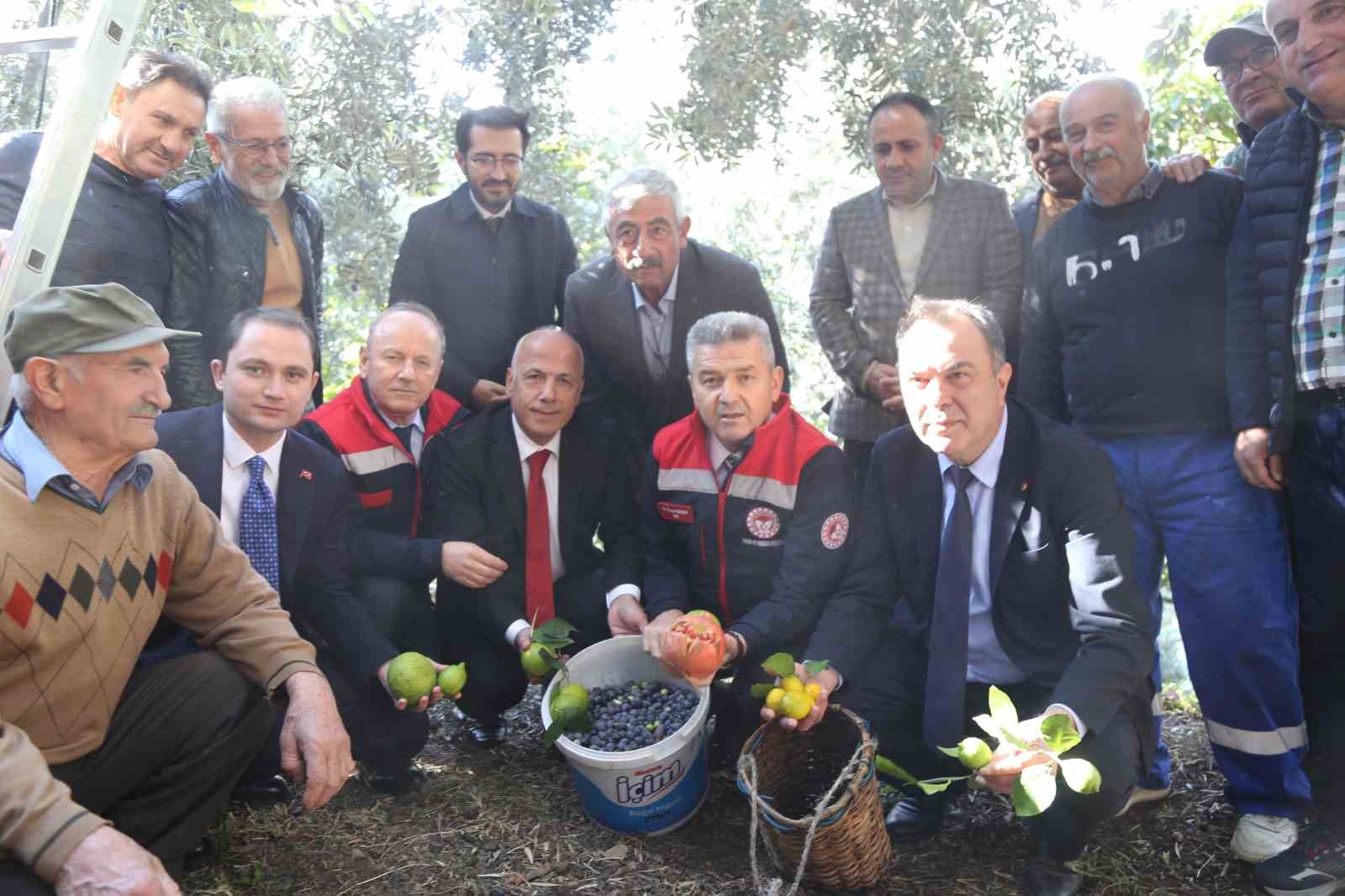 artvinde ustun lezzet odullu butko zeytininin hasadi basladi 6 DFLFLEq5
