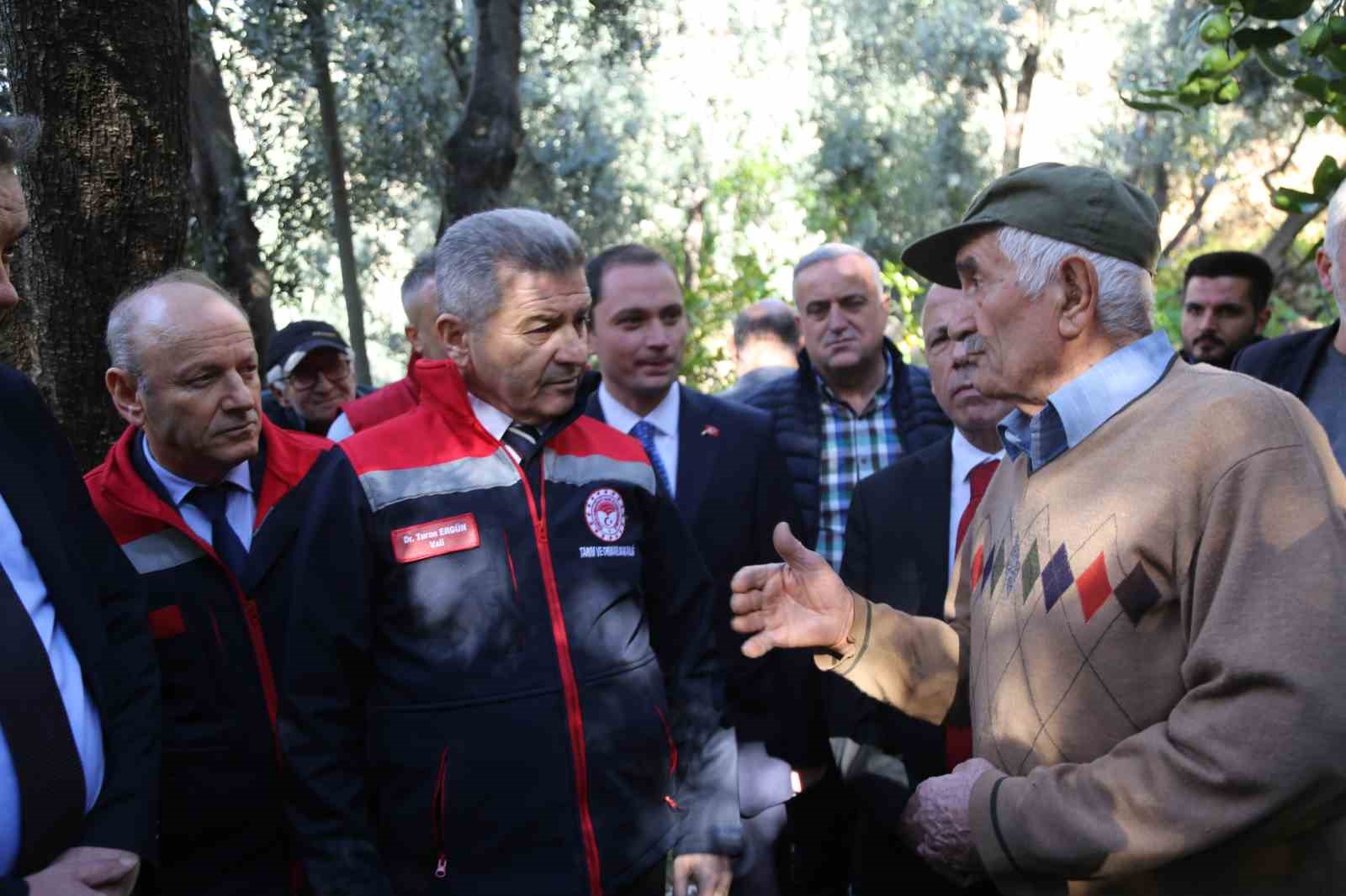 artvinde ustun lezzet odullu butko zeytininin hasadi basladi 8 e11WROEp