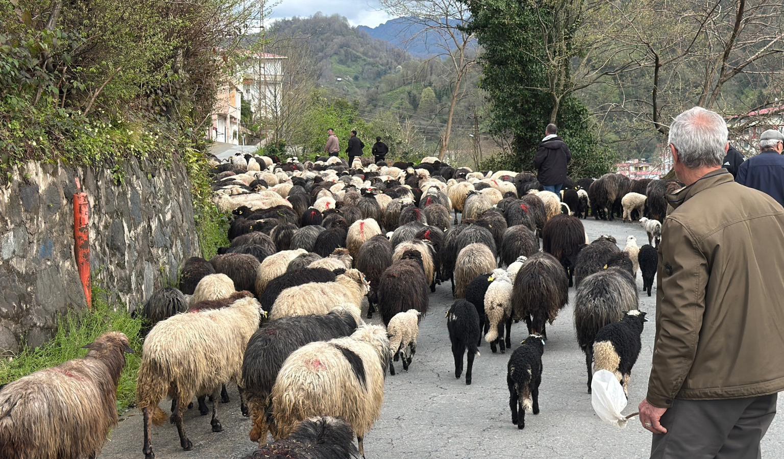 artvinde zorlu yayla gocu basladi 0 17cFBIPe