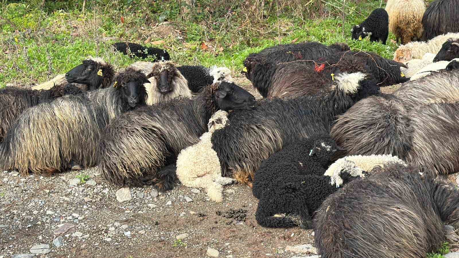 artvinde zorlu yayla gocu basladi 2 4ySiA5Az