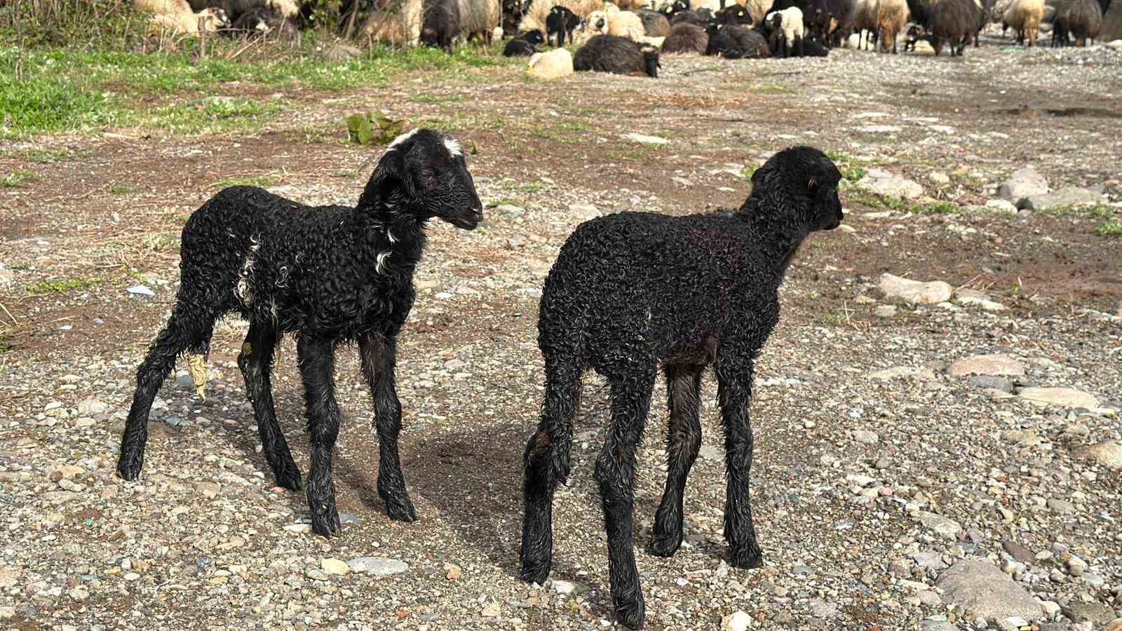 artvinde zorlu yayla gocu basladi 3 qmV5pdMu