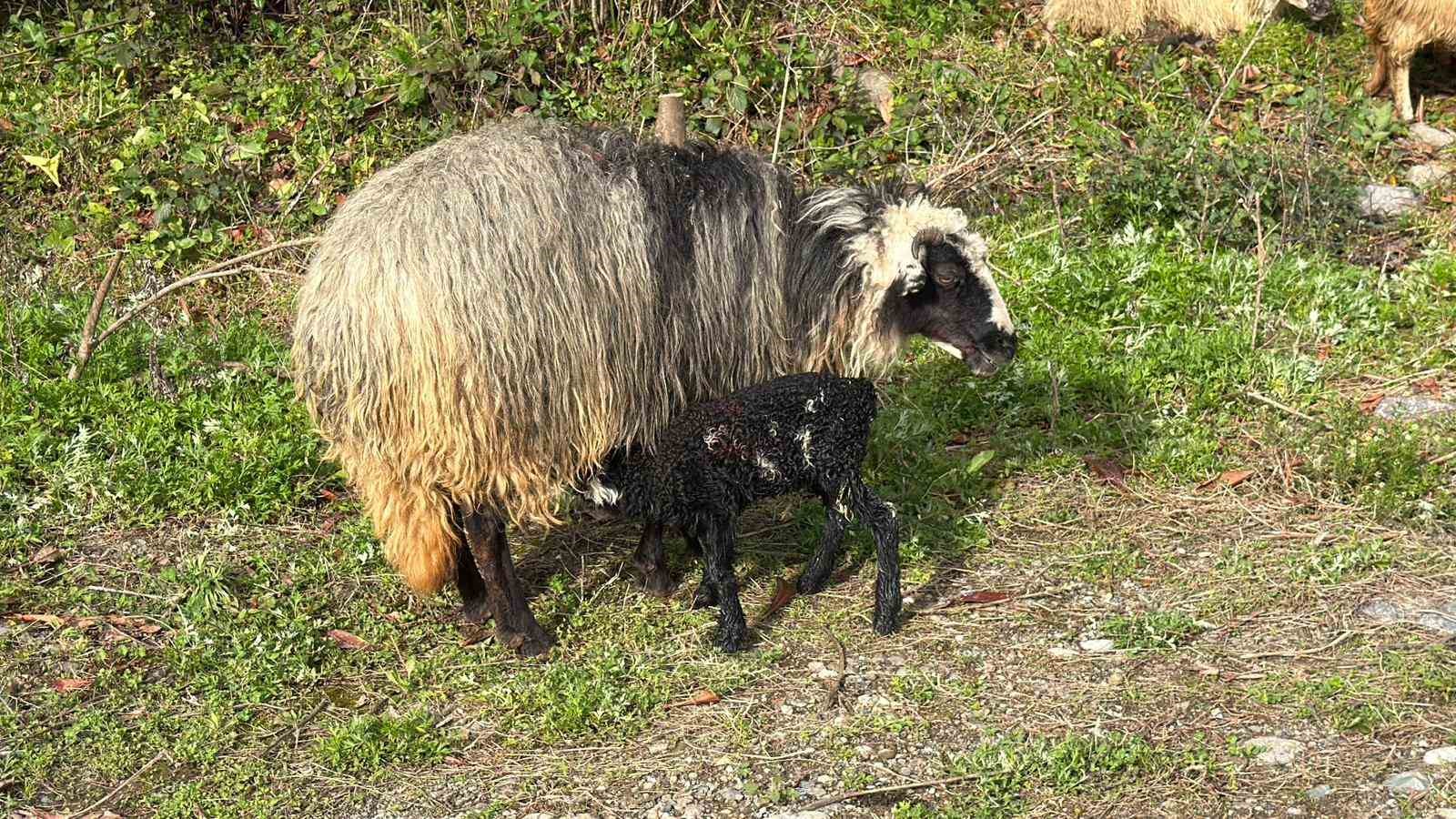 artvinde zorlu yayla gocu basladi 4 SVF7Xv7v