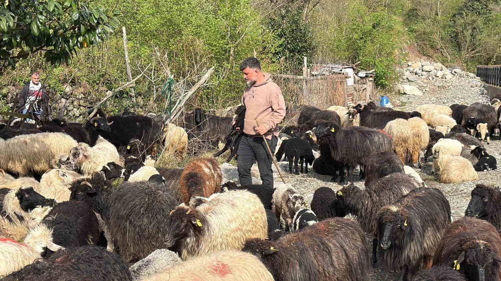 artvinde zorlu yayla gocu basladi 5 Pi42yprc