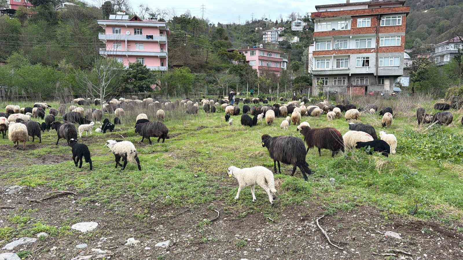 artvinde zorlu yayla gocu basladi 7 zbURtWjE