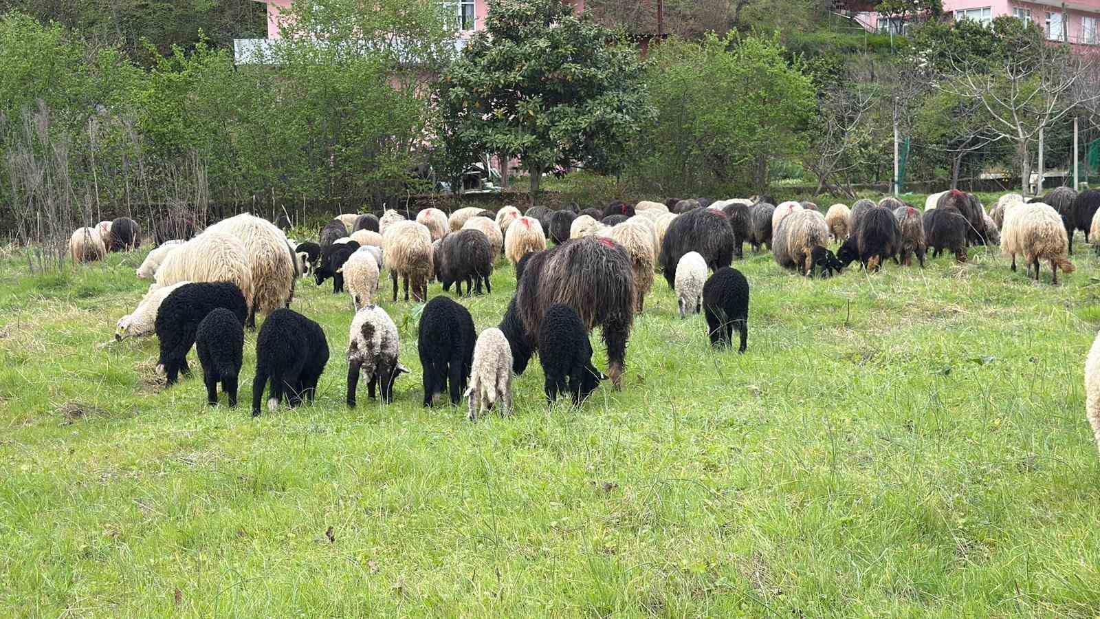 artvinde zorlu yayla gocu basladi 8 bP2YMqjf