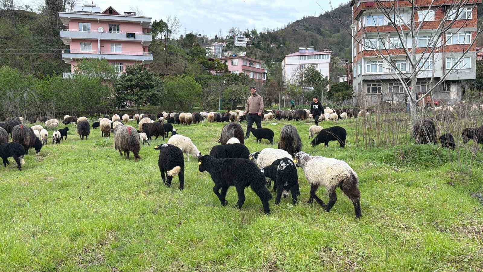 artvinde zorlu yayla gocu basladi 9 K31mDbSj