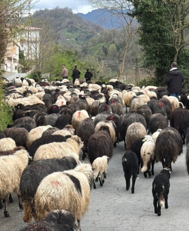 artvinde-zorlu-yayla-gocu-basladi-R8NGbbDe.jpg