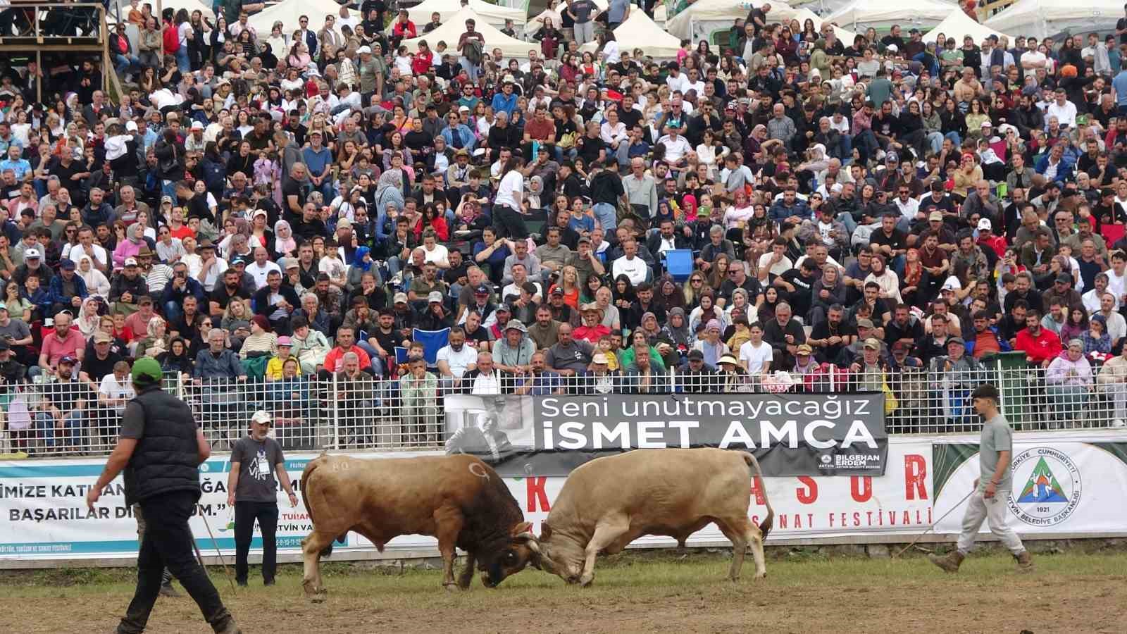 artvinin kafkasor yaylasinda bogalarin 45 randevusu nefes kesti 0 EWI7q28I
