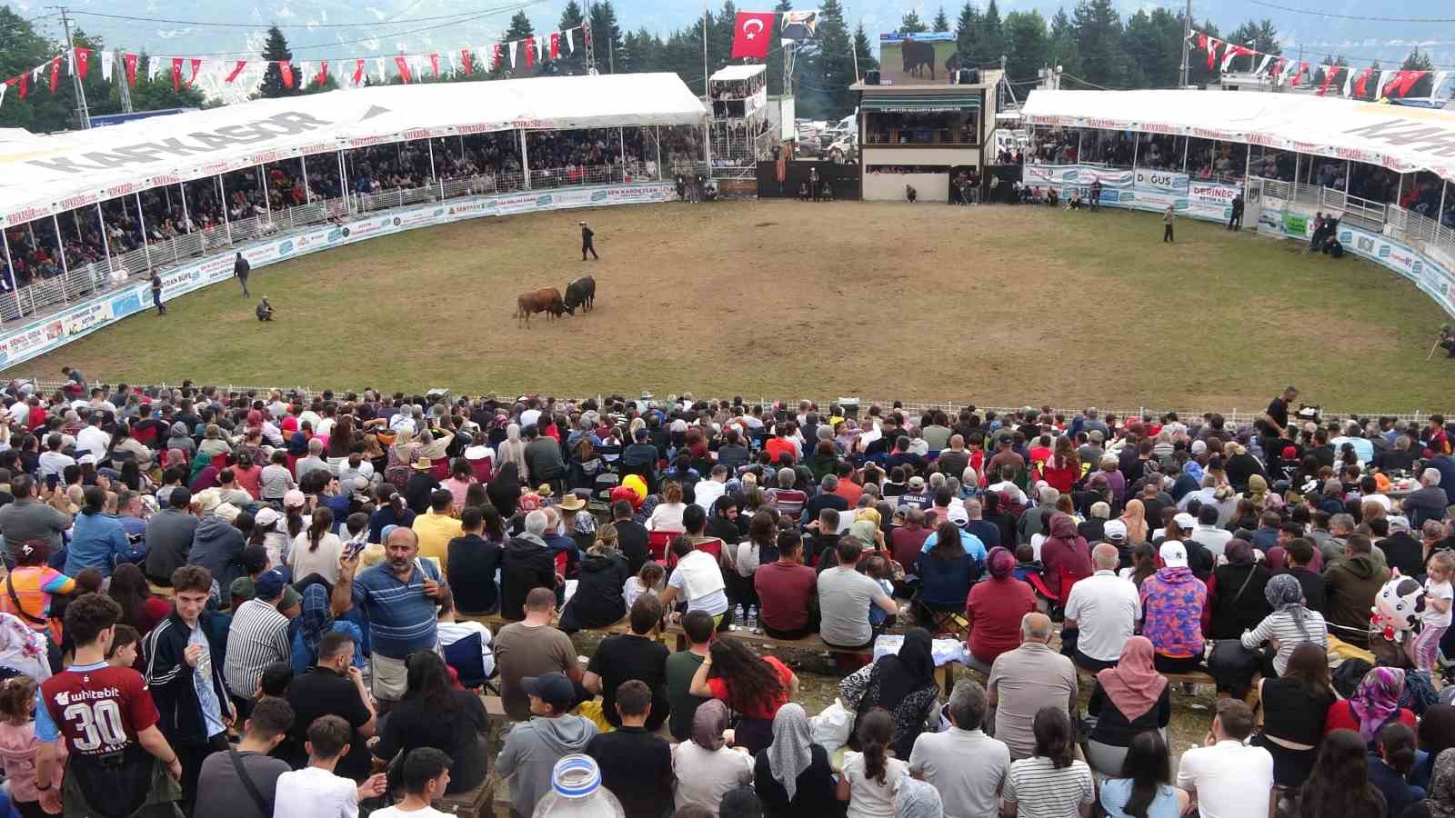 artvinin kafkasor yaylasinda bogalarin 45 randevusu nefes kesti 3 BTR3aU2s
