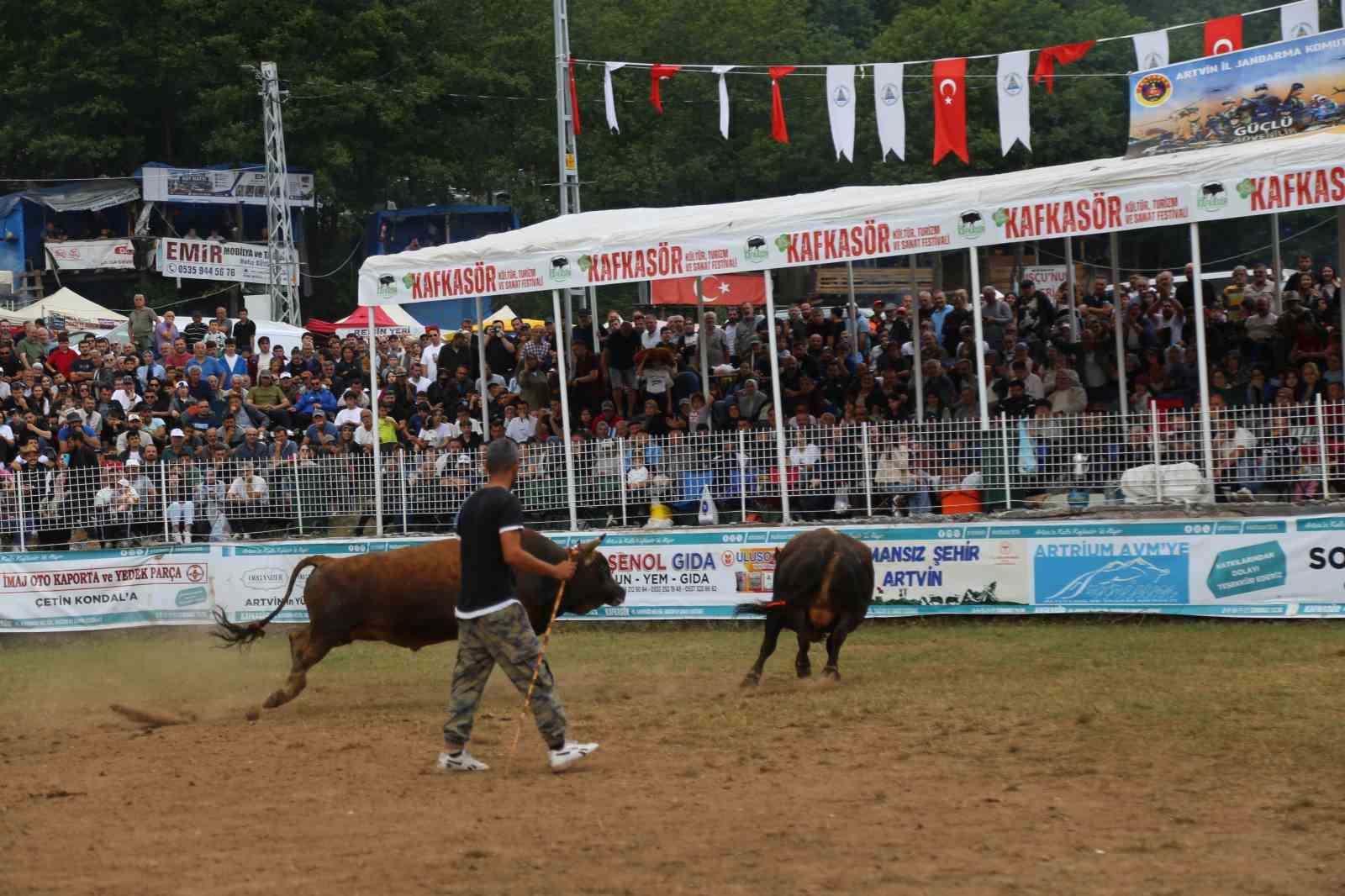 artvinin kafkasor yaylasinda bogalarin 45 randevusu nefes kesti 7 Ti33ASnS