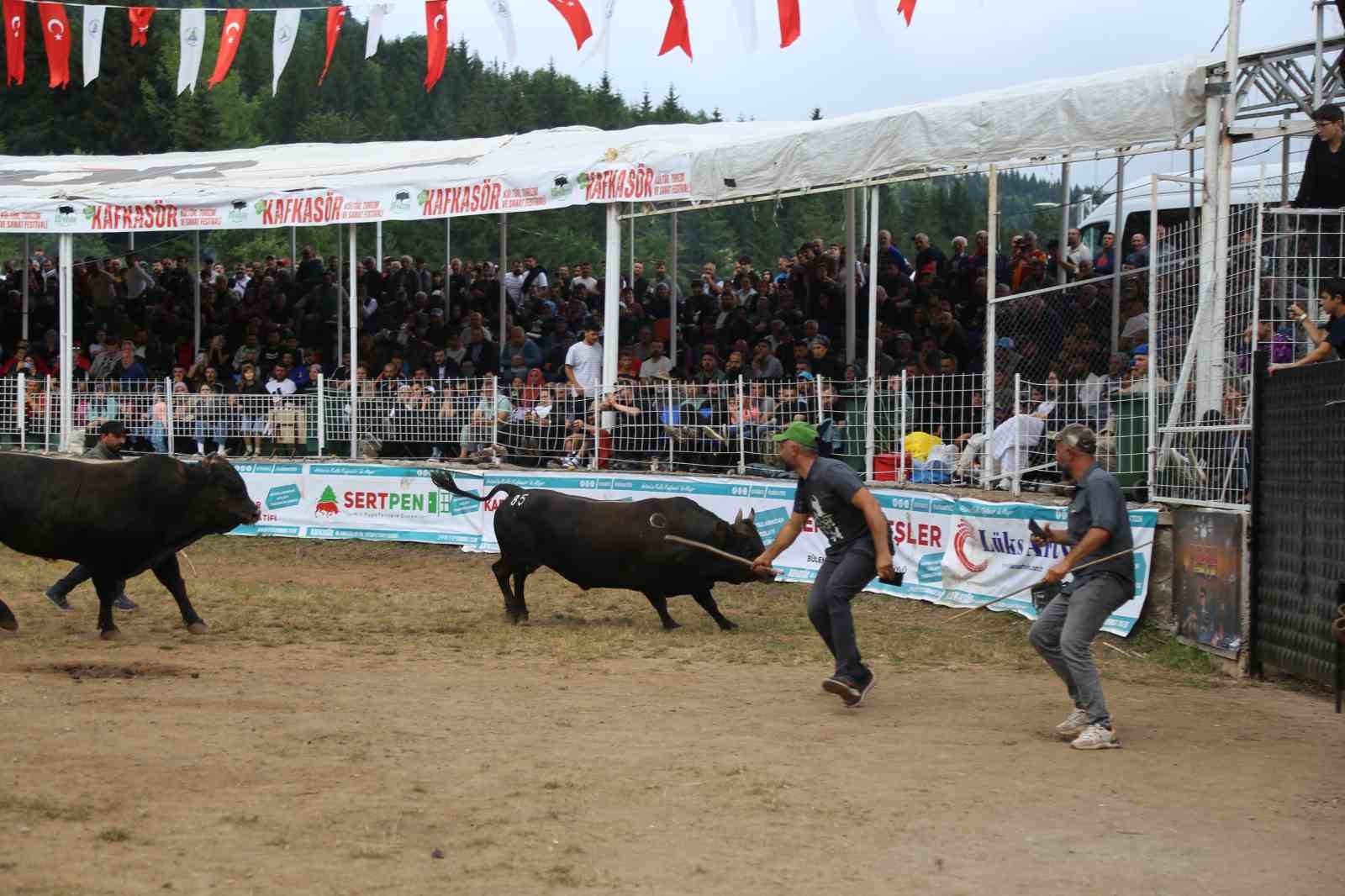 artvinin kafkasor yaylasinda bogalarin 45 randevusu nefes kesti 8 bny6rViG