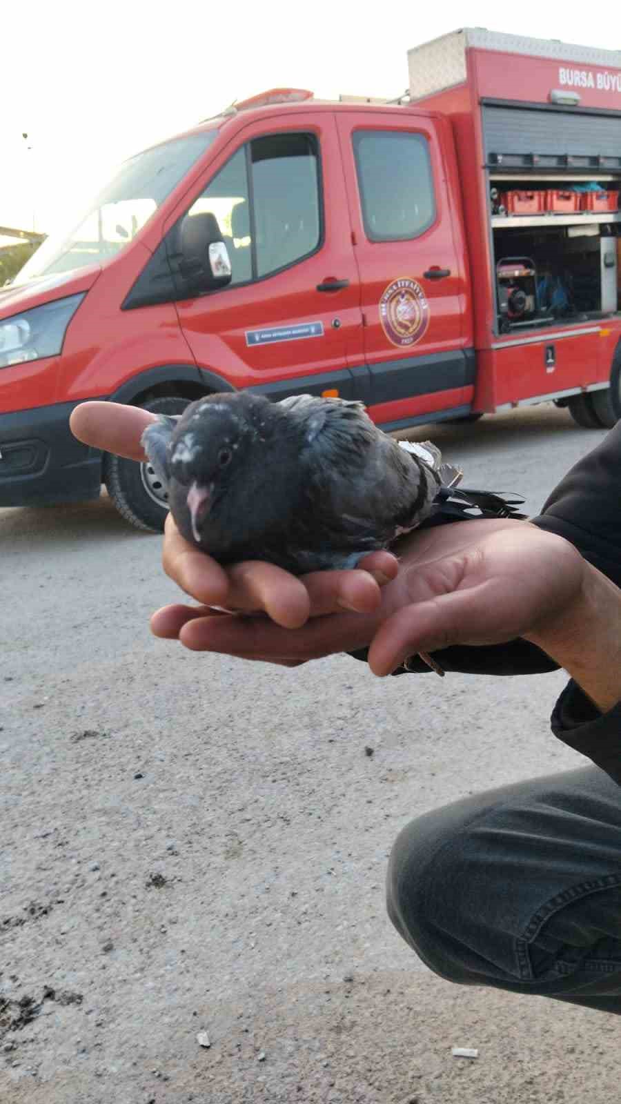 asili kalan guvercini halatla inip kurtardilar 2 jL3PicR5