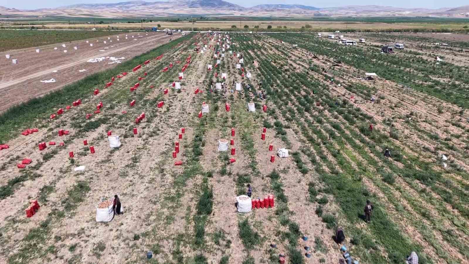 Aşırı yağışlar, soğanın dengesini bozdu 7 asiri yagislar soganin dengesini bozdu 3
