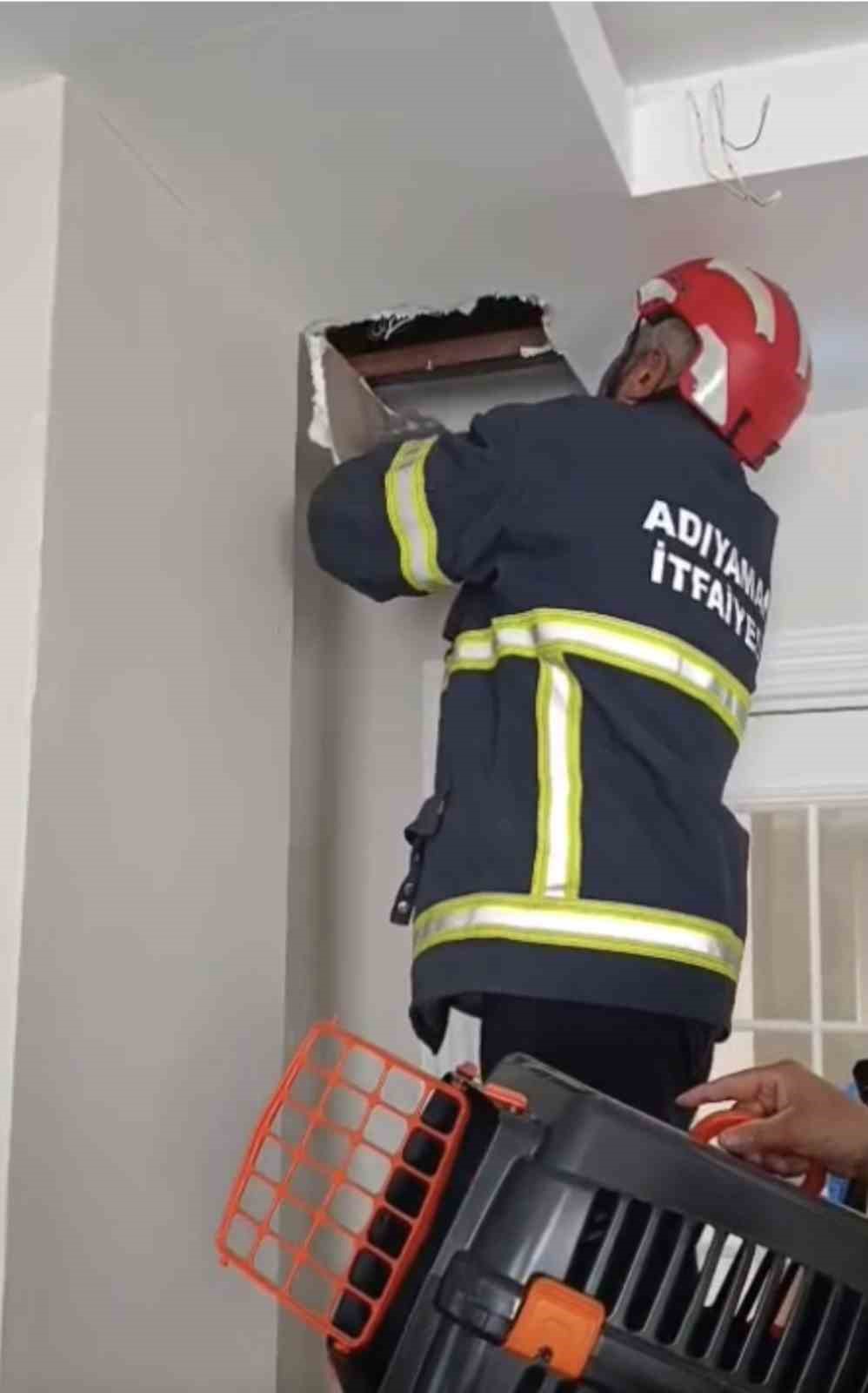 asma tavanda sikisan 4 yavru kedi kurtarildi 0 GnTkN4ZM