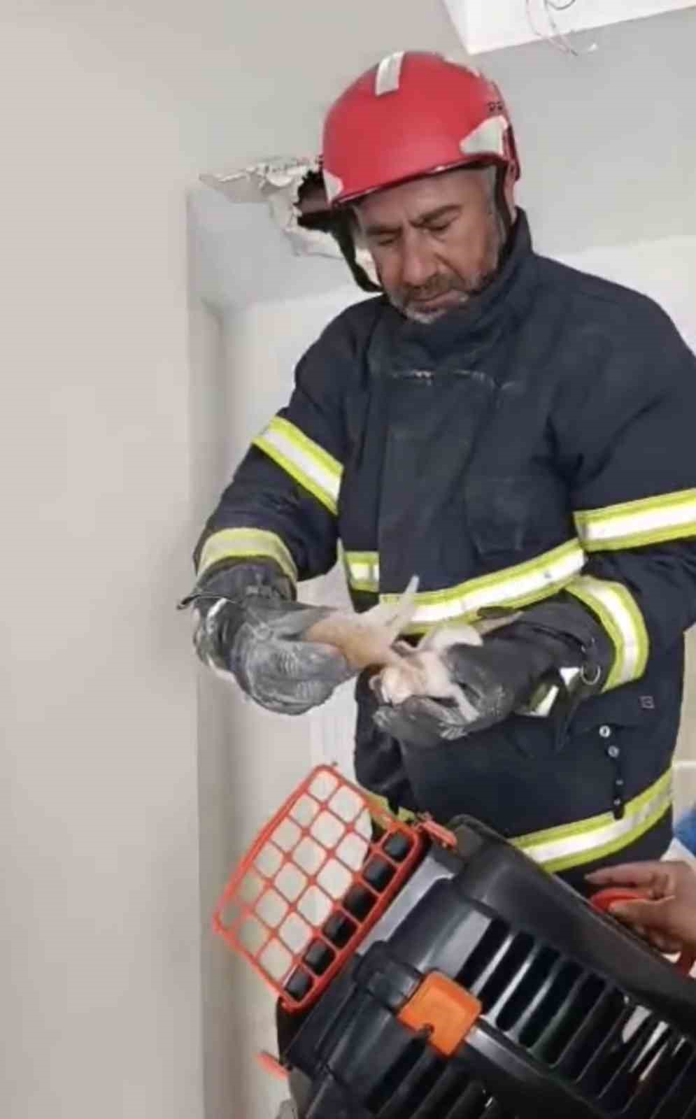 asma tavanda sikisan 4 yavru kedi kurtarildi 1 tF8QjF8u