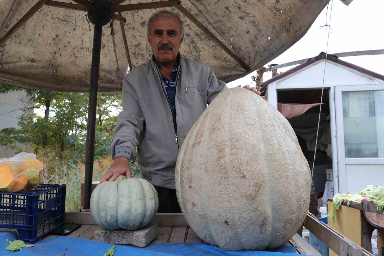 ata tohumu 51 kiloluk dev kabak ilgi odagi oldu 1 7DhMmAVb