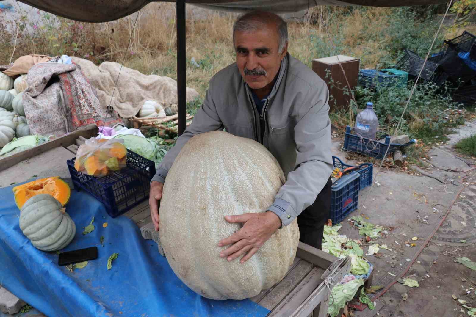 ata tohumu 51 kiloluk dev kabak ilgi odagi oldu 3 t78rEFLK