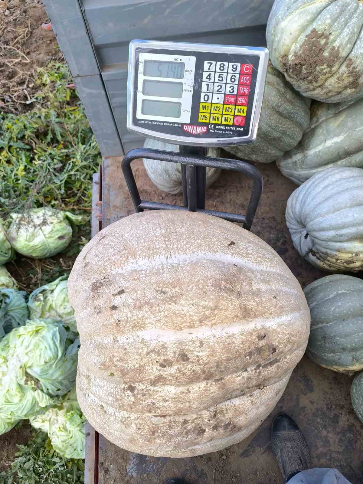 ata tohumu 51 kiloluk dev kabak ilgi odagi oldu 6 6Si7F6SH