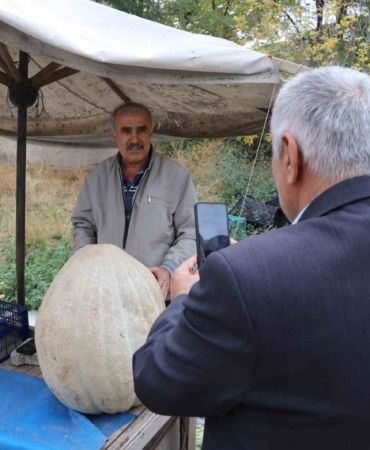 ata-tohumu-51-kiloluk-dev-kabak-ilgi-odagi-oldu-7ESwPtb6.jpg