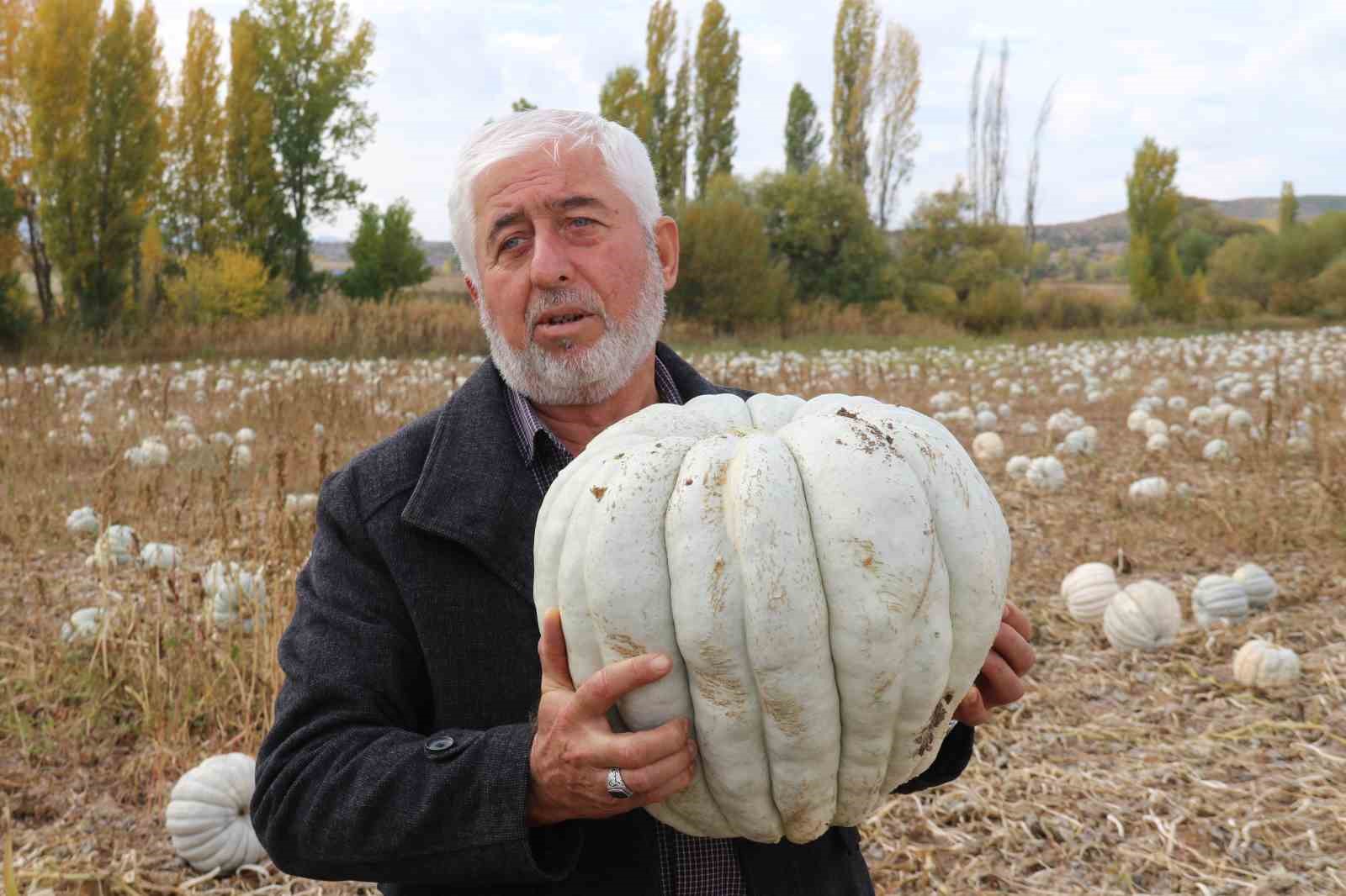 ata tohumu ile uretilen eskisehirin meshur kabaginin hasadi basladi 1 iNf8hGJK