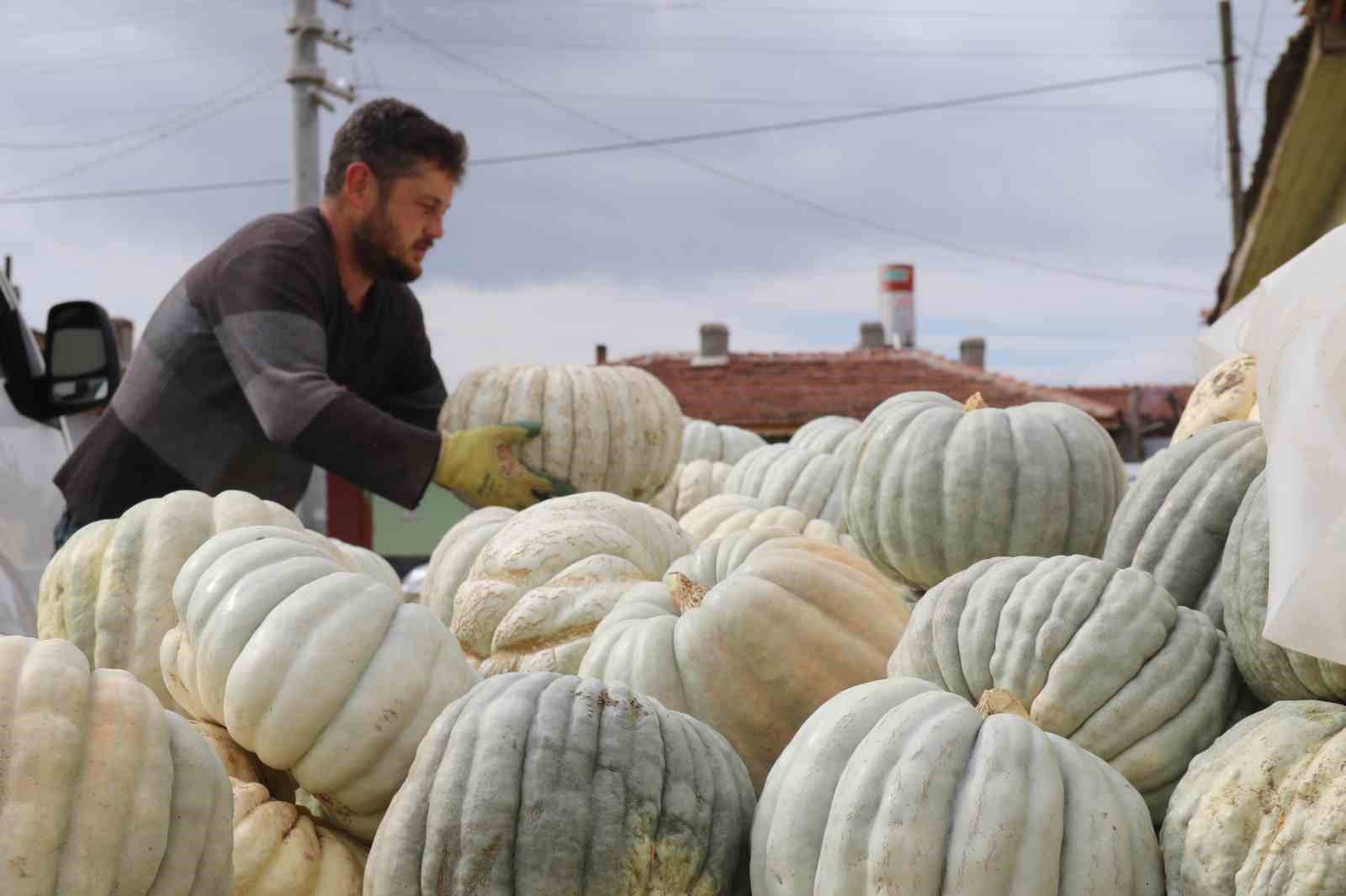 ata tohumu ile uretilen eskisehirin meshur kabaginin hasadi basladi 3 y43kkvyR