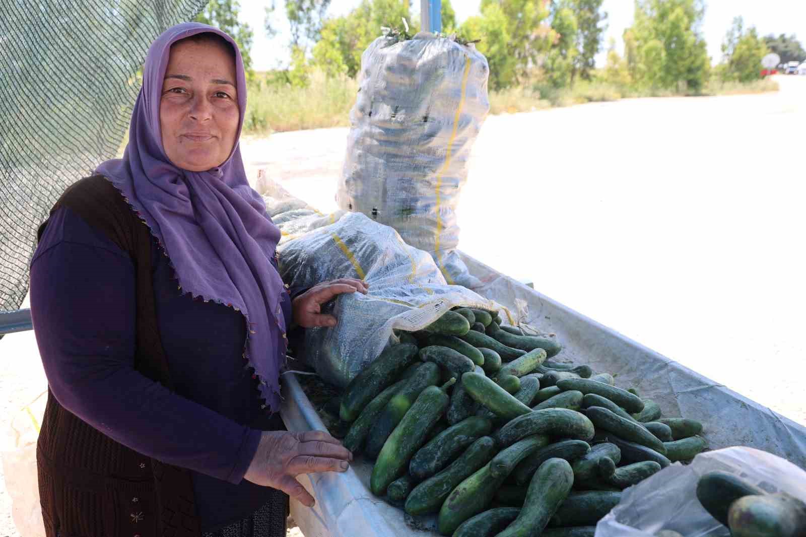 ata tohumu karakoy salataliginda hasat basladi 0 UE9B4uQR