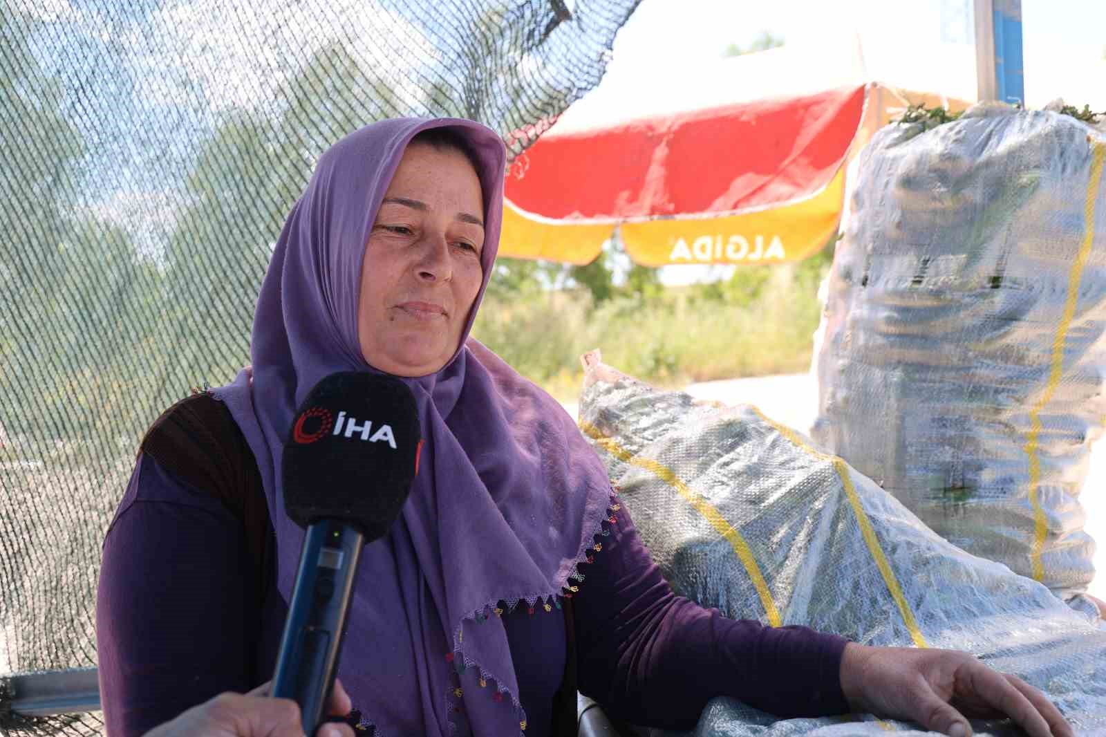 ata tohumu karakoy salataliginda hasat basladi 7 mXkVHc5y