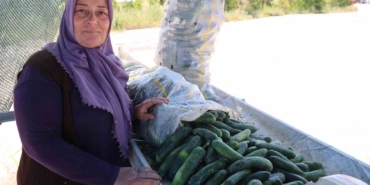 ata-tohumu-karakoy-salataliginda-hasat-basladi-IGN3RPC6.jpg
