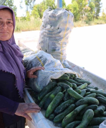 ata-tohumu-karakoy-salataliginda-hasat-basladi-IGN3RPC6.jpg