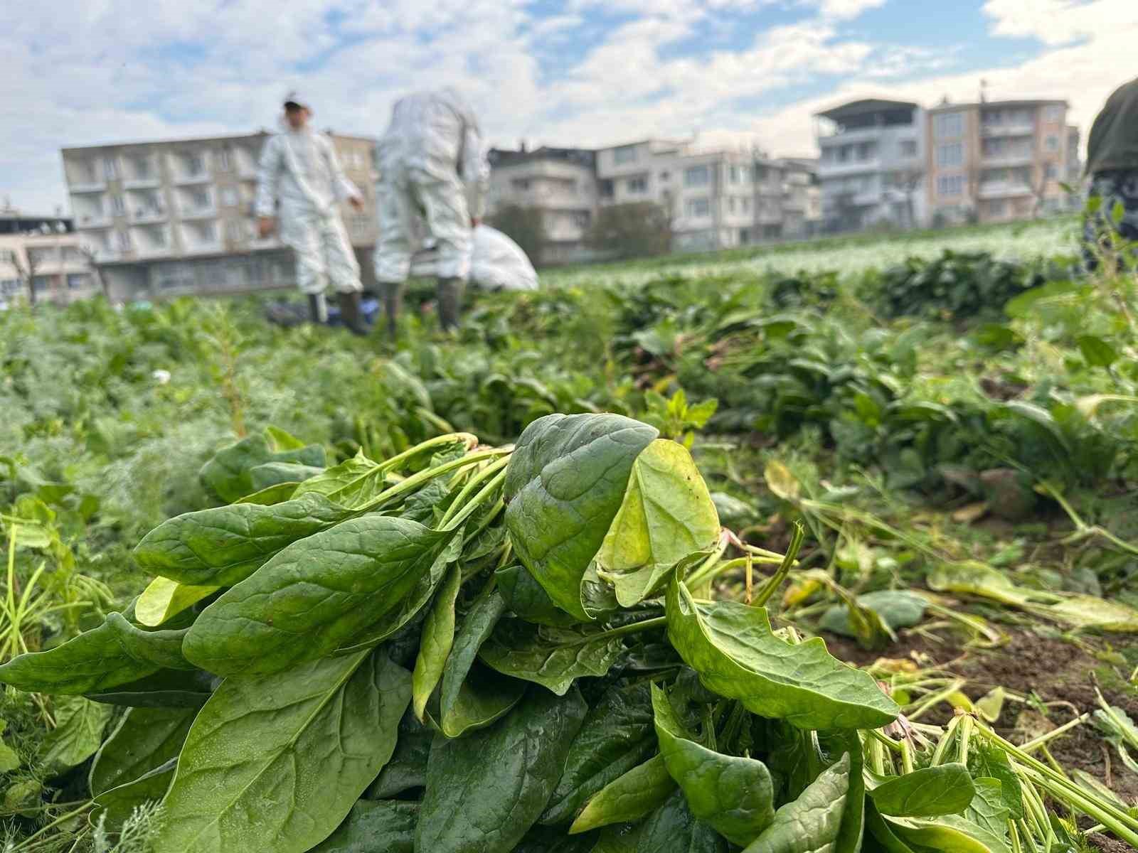 Ata tohumundan ilaç kullanılmadan üretiliyor, Kent Lokantası’ndaki yemeklerde kullanılıyor 7 ata tohumundan ilac kullanilmadan uretiliyor kent lokantasindaki yemeklerde kullaniliyor 3 wbGjvXma